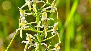 Orchideen in Franken - Fraenkische Schweiz - Hersbrucker Schweiz