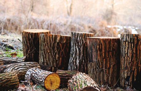 Abholzung der Wälder – Gründe, Folgen & Lösungen Abholzung der Wälder weltweit Fakten Statistiken