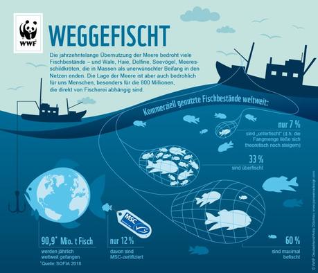 Überfischung der Meere – Fakten, Ursachen, Folgen & Lösungen Überfischung der Meere - Zahlen, Fakten, Statistiken