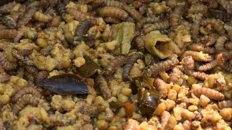 Maden in der Biotonne – erkennen, bekämpfen, vorbeugen maden in biotonne
