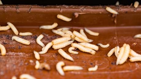 Maden in der Biotonne – erkennen, bekämpfen, vorbeugen Maden in Biotonne