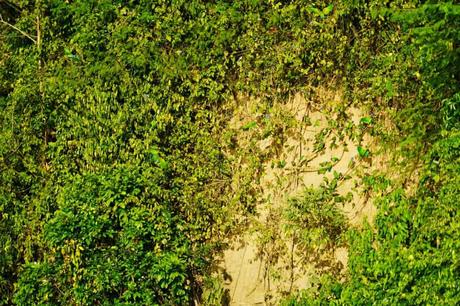 5 Tage im Amazonas – Ein Erfahrungsbericht über Tambopata Jungle Tours 5 Tage im Amazonas – Ein Erfahrungsbericht über Tambopata Jungle Tours