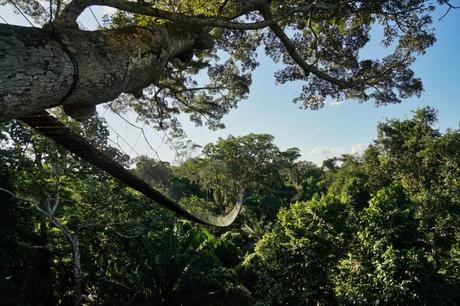 5 Tage im Amazonas – Ein Erfahrungsbericht über Tambopata Jungle Tours 5 Tage im Amazonas – Ein Erfahrungsbericht über Tambopata Jungle Tours