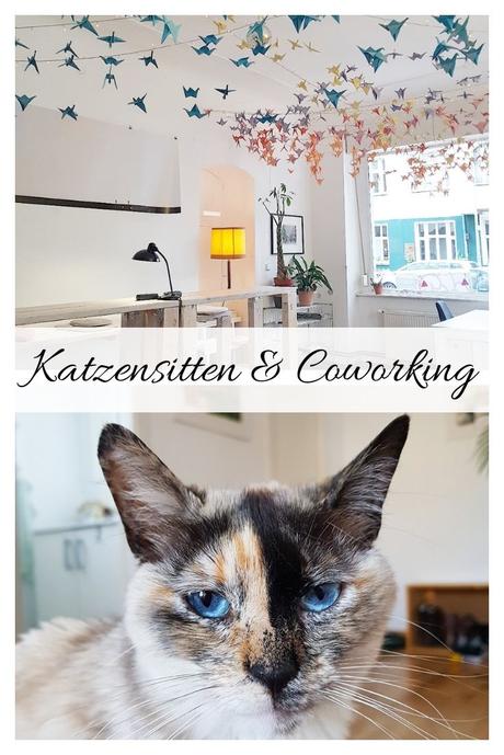 Katzensitten & Coworking / Werbung