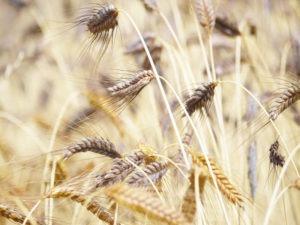 Der Glutenfrei Hype – Urgetreide, Dinkel, 2ab Weizen – Wie ist das eigentlich bei diesen Sorten mit dem Gluten ? Der Glutenfrei Hype – Urgetreide, Dinkel, 2ab Weizen – Wie ist das eigentlich bei diesen Sorten mit dem Gluten ?