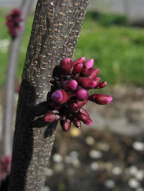 Tipp fürs Einheitsbuddeln: Cercis canadensis Forest Pansy/Rotblättriger Judasbaum