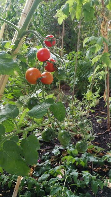 Rezension: Gemüse und Kräuter im Garten von Dr. Markus Phlippen
