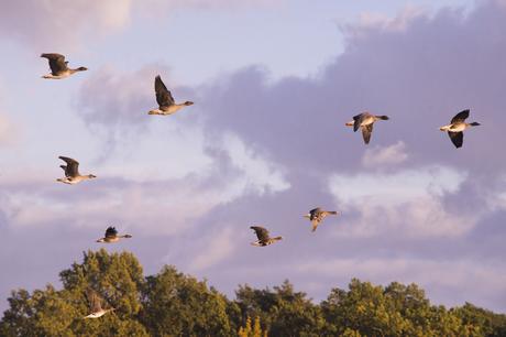 Erleben Sie das unvergleichliche Naturschuspiel der Vogelzüge im Oderbruch und im europäischen Vogelschutzgebiet
