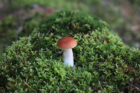 Neun verblüffende  Fakten über Pilze: Im Wald mit Felix Schneider und Peter Kunze