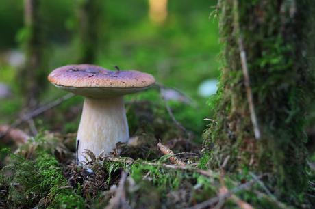 Neun verblüffende  Fakten über Pilze: Im Wald mit Felix Schneider und Peter Kunze