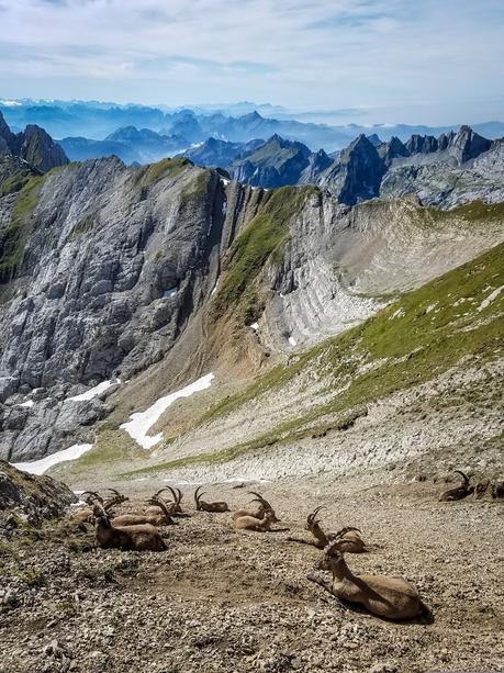 Alpstein-Runde: Über alle Berge um den Seealpsee