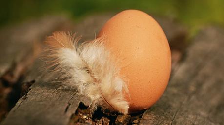 6 Vegane Vorurteile, Mythen und Klischees sinnvoll widerlegt Eier - Vorurteile gegenüber Veganismus