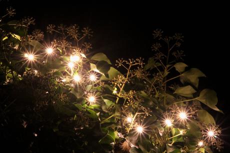 Foto: Lichterkette im Garten