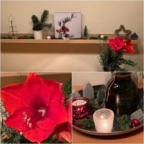 Friday-Flowerday – oder – Weihnachtliche Amaryllis