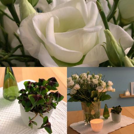 Friday-Flowerday – oder – Weiße Blumen nach dem „Entweihnachten“