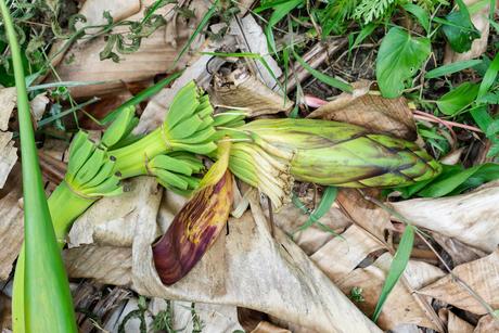 Die Bananenrevolution – nachhaltige Taschen von QWSTION aus Bananatex