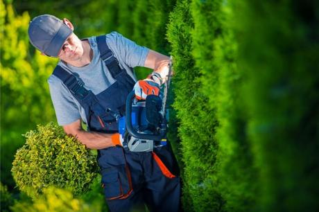 Thuja schneiden: so machen Sie es richtig Der Trapezschnitt ist sinnvoll.