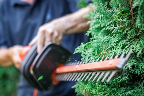 Thuja schneiden: so machen Sie es richtig Beim Schneiden einer Thuja gibt es einiges zu beachten.