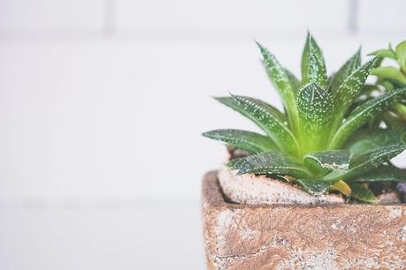 10 Schlafzimmer Pflanzen für einen gesünderen Schlaf Aloe Vera als Schlafzimmer Pflanze