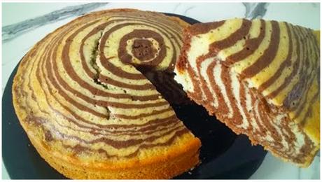 Riesige Mandelschnecke Riesige Mandelschnecke