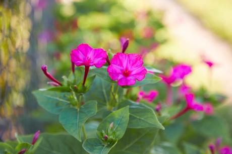 Wunderblumen Pflege – So bleibt sie gesund So Pflegt man die Wunderblume am besten