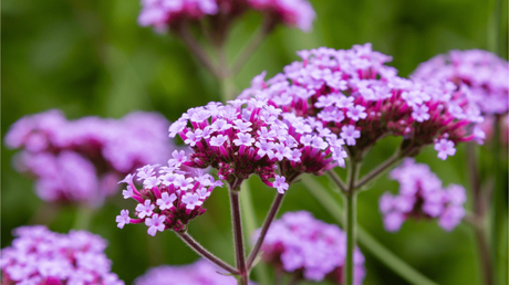 Verbenen Pflege – So geht’s Die Verbene (Verbenaceae) ist auch als Eisenkraut bekannt.