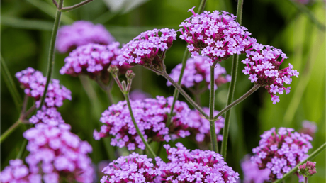 Verbenen Pflege – So geht’s Die Gattung des Echten Eisenkrauts (Verbena officinalis) hat eine lange Tradition als Heilpflanze.