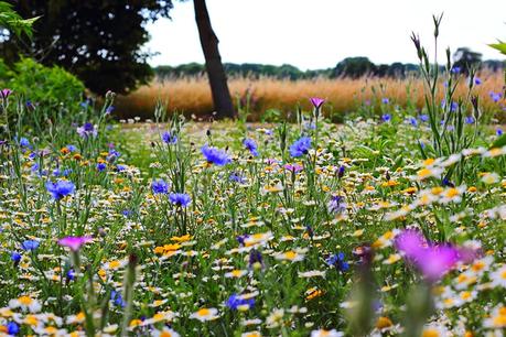 Vogelfreundlicher Garten – 20 Tipps für einen Garten mit Vögeln Wildblumenwiese anlegen für Garten mit Vögeln