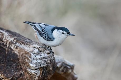 Vogelfreundlicher Garten – 20 Tipps für einen Garten mit Vögeln Sitzwarten für einen vogelfreundlichen Garten