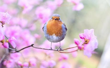 Vogelfreundlicher Garten – 20 Tipps für einen Garten mit Vögeln Vogelgezwitscher im Garten für Vögel