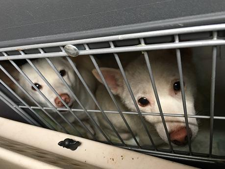 Gute Taten im Alltag – 100 Ideen, um die Welt besser zu machen Gute Taten im Alltag - Tiere adoptieren