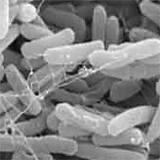 Forensischer Beweis, dass der europäische Superkeim E.coli mit Todesfolge biotechnisch geschaffen wurde