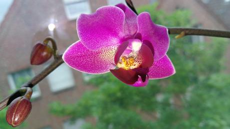 Foto: Phalaenopsis-Rispe mit Blüte und Knospen
