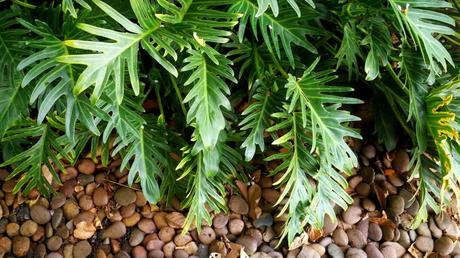 Philodendron Pflege – so gedeiht die Grünpflanze prächtig Philodendron Pflege: Mit der richtigen Pflege gedeiht die Grünpflanze wunderschön
