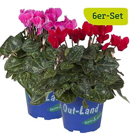 Die Herbst- und Winterbepflanzung im Blumenkasten bringt gute Laune und Farbenpracht Alpenveilchen Kölle 6er-Set