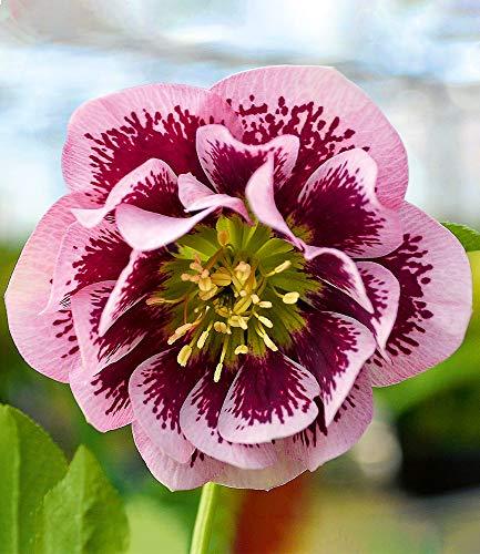 Die Herbst- und Winterbepflanzung im Blumenkasten bringt gute Laune und Farbenpracht Christrose