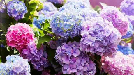 Die Herbst- und Winterbepflanzung im Blumenkasten bringt gute Laune und Farbenpracht Die Farbe der pflegeleichten Hortensie hängt von der Beschaffenheit des Bodens ab.