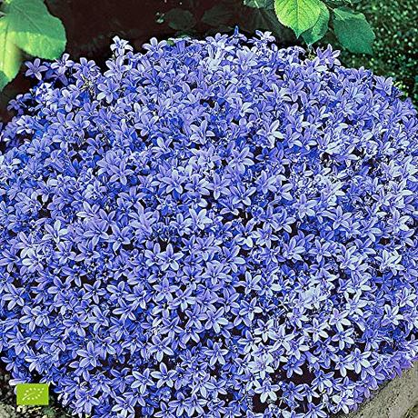 Die Herbst- und Winterbepflanzung im Blumenkasten bringt gute Laune und Farbenpracht Campanula Portenschlagiana | Glockenblume Dalmatiner Blau