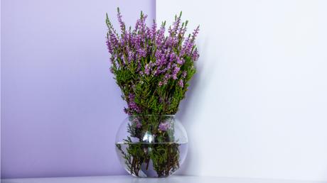 Die Herbst- und Winterbepflanzung im Blumenkasten bringt gute Laune und Farbenpracht Die Winterheide ist eine sehr robuste Pflanze.