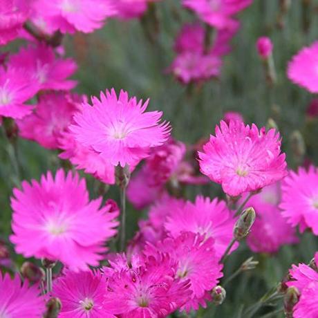 Die Herbst- und Winterbepflanzung im Blumenkasten bringt gute Laune und Farbenpracht Dianthus gratianopolitanus - Pink - 300 Samen