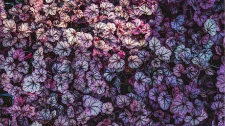 Die Herbst- und Winterbepflanzung im Blumenkasten bringt gute Laune und Farbenpracht Das Steinbrechgewächs Purpurglöckchen ist äußerst pflegeleicht.
