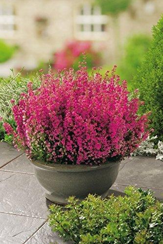 Die Herbst- und Winterbepflanzung im Blumenkasten bringt gute Laune und Farbenpracht Winterheide - rot - Erica carnea