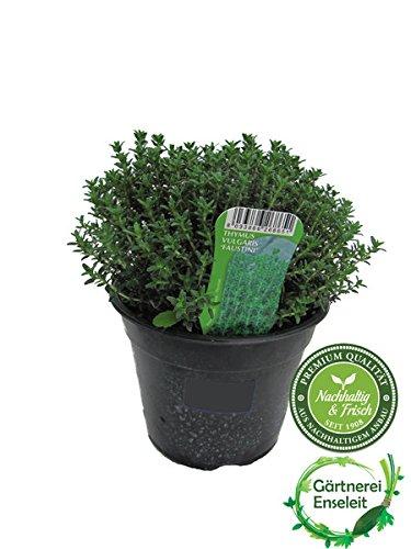 Die Herbst- und Winterbepflanzung im Blumenkasten bringt gute Laune und Farbenpracht Italienischer XXL Thymian im 15cm Topf