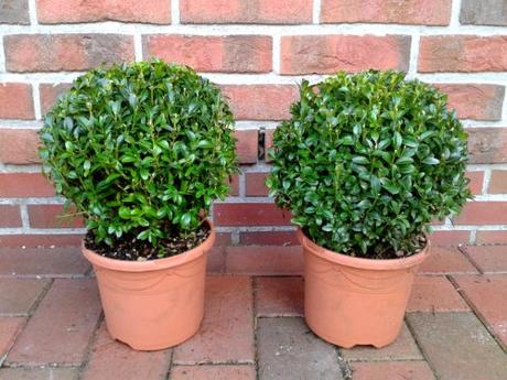 Die Herbst- und Winterbepflanzung im Blumenkasten bringt gute Laune und Farbenpracht Buchsbaum Kugel Durchmesser: 22 cm, Buxus