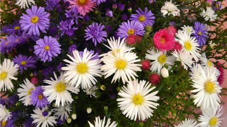 Die Herbst- und Winterbepflanzung im Blumenkasten bringt gute Laune und Farbenpracht Die Astern ist relativ winterhart und braucht nur ab und zu einen radikalen Rückschnitt.