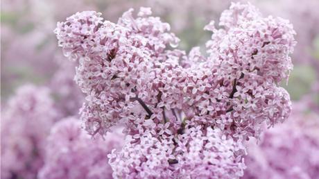 Die Herbst- und Winterbepflanzung im Blumenkasten bringt gute Laune und Farbenpracht Die Duftlieder trägt den botanischen Namen Palibin.