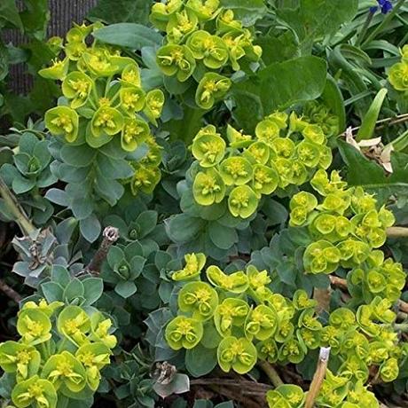 Die Herbst- und Winterbepflanzung im Blumenkasten bringt gute Laune und Farbenpracht 6 x Euphorbia Myrsinites - Walzen Wolfsmilch