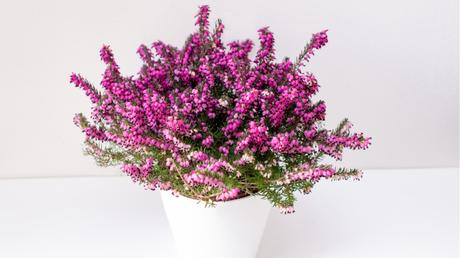 Die Herbst- und Winterbepflanzung im Blumenkasten bringt gute Laune und Farbenpracht Die Winterharte Erica ist sehr pflegeleicht.