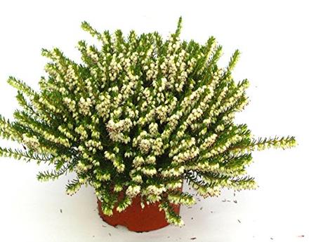 Die Herbst- und Winterbepflanzung im Blumenkasten bringt gute Laune und Farbenpracht Erica darleyensis - weiß
