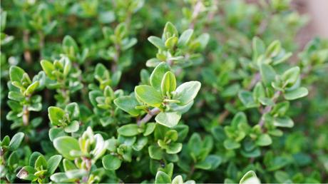 Die Herbst- und Winterbepflanzung im Blumenkasten bringt gute Laune und Farbenpracht Bei dem Thymian ist Staunässe zu vermeiden.